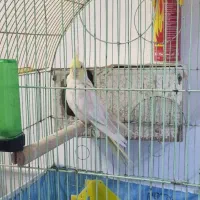 جفت عروس هلندی