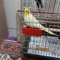 فروش فوری یک جفت عروس هلندی دستی نر سخنگو|پرنده|نائین, |دیوار