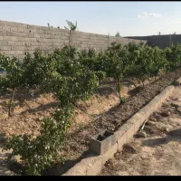 250 متر باغچه با نهال های جوان در منطقه شهریار|فروش دفتر صنعتی، کشاورزی، تجاری|فردوسیه, |دیوار