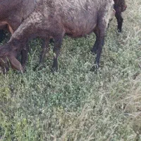 گوسفند و بره