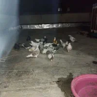 ببین دوست من رفیق دونه ای ۲۵۰ اونم درصورت یجا