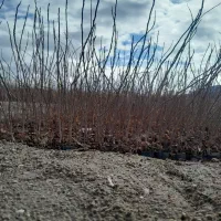 نهال پسته یکساله|خدمات باغبانی و درختکاری|حنا, |دیوار