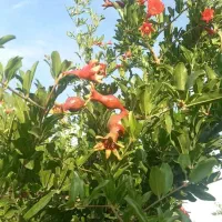 باغ هزار متری