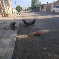 مرغ وخروس لهستانی|حیوانات مزرعه|صحنه, |دیوار