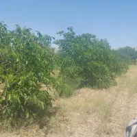 ۲هکتار باغ بر اتوبان تهران به زنجان معاوضه باماشین|فروش زمین و ملک کلنگی|صائین قلعه, |دیوار