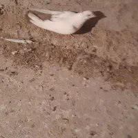 یک قطعه دونبی ماده|پرنده|باوی, |دیوار