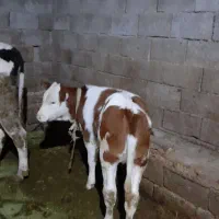 گاو همراه با گوساله ماده