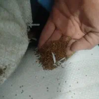 بذر یونجه|گل و گیاه طبیعی|بشاریات, |دیوار