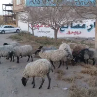 گوسفند رومانوف|حیوانات مزرعه|رضویه, |دیوار