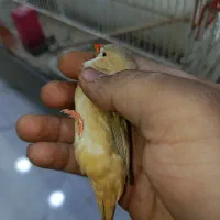 فمج انگلیسی|پرنده|بندرعباس, |دیوار