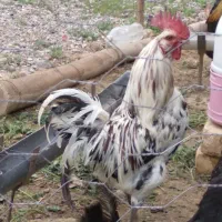 خرووس