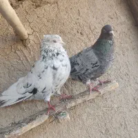 کبوتر|پرنده|اسدآباد, |دیوار