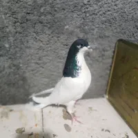 کبوتر پرشی و دم چتری و یال مشکی|پرنده|مبارکه, |دیوار