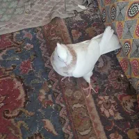 کبوتر طوقی
