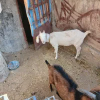 بز سانن و الپاین|حیوانات مزرعه|لواسان, |دیوار