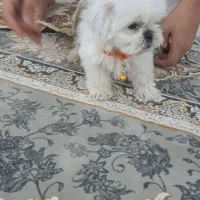 سگ از نژاد شیدزو و پامرین|سگ|قم, شهر قائم|دیوار