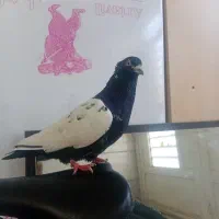 نرسرته سیاه