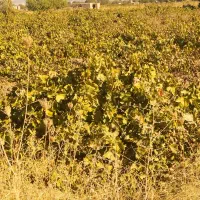 باغ انگور ای درمیوا|فروش دفتر صنعتی، کشاورزی، تجاری|ملایر, |دیوار