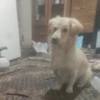 سگ پاکوتاه حرف گوش کن