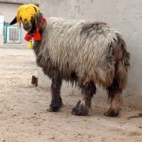 ۱۰راس شیشک میش اصل بختیاری درجه یک