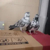 ۱۷تا کبوتر پرشی یجا