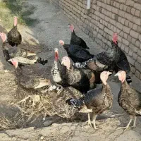 تعدادی بوقلمون و مرغ شاخدار|حیوانات مزرعه|پلدختر, |دیوار