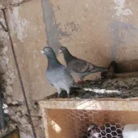 نرو ماده طاوسی