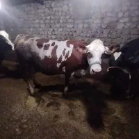 شکم اول توضیحات تماس