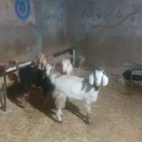 بزغاله ماده