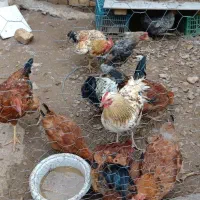 معاوضه  خروس با مرغ تخم گذار