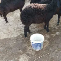 پنج راس بره مادیه قره قزل و قره چال|حیوانات مزرعه|حلب, |دیوار