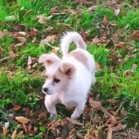 واگذاری سگ شیتزو