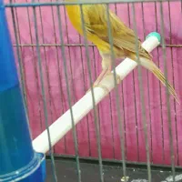 قناری نر مست جفت