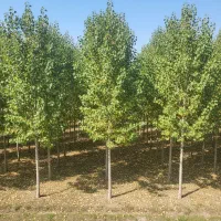 نهال صنوبر نیگرا،مناسب کاشت انبوه و درآمد میلیاردی