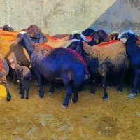 45 میش افشار آبستن جوان معاوضه با ماشین سواری|حیوانات مزرعه|رضویه, |دیوار