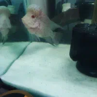 فلاور|ماهی|تبریز, |دیوار