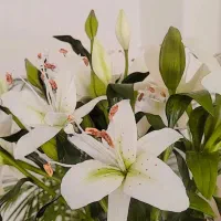 گلهای دست ساز منعطف چینی|گل مصنوعی|تهران, کوهک|دیوار