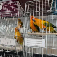 جفت مولد خورشیدی سانکانور