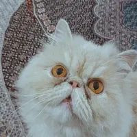 گربه پرشین عروسکی نر واگذار میشود