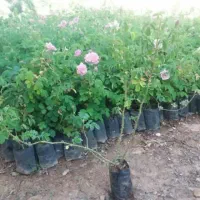 مرکبات جیرفت انواع نهال درخت گل محمدی ۵۰ت نهالستان