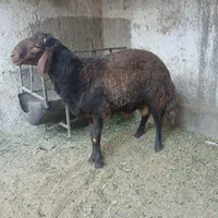 بره|حیوانات مزرعه|اصفهان, جی شیر|دیوار