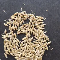 اهواز مسیر دغاغله