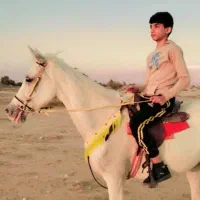 اسب مادیان و‌کره مادیان