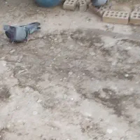 کبوتر اصفهانی|پرنده|برخوار, |دیوار