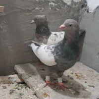 کفتر جفتگاه سینه هفت رنگ و ساده کاکلی شقه پرشی|پرنده|مشهد, خواجه ربیع|دیوار