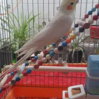 لوتینو|پرنده|قزوین, |دیوار