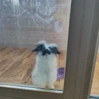 خرگوش لپ|موش و خرگوش|پیر بکران, |دیوار