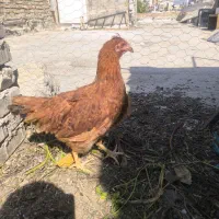 نیمچه خروس و سلطان و جوجه عروس هلندی و تخم مرغ