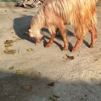 بزغاله نروماده چاق برای کشتن عالی|حیوانات مزرعه|سرخنکلاته, |دیوار