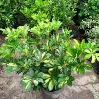 گیاه شفلرا|گل و گیاه طبیعی|تهران, عباسآباد|دیوار